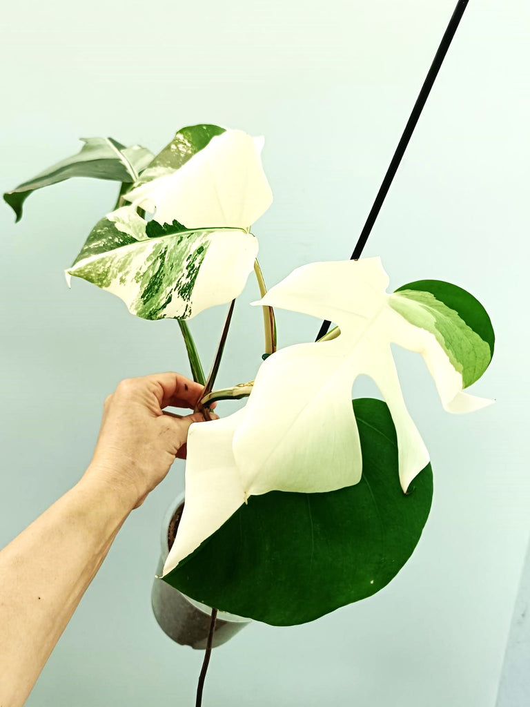 Monstera albo variegata EXTRA WHITE