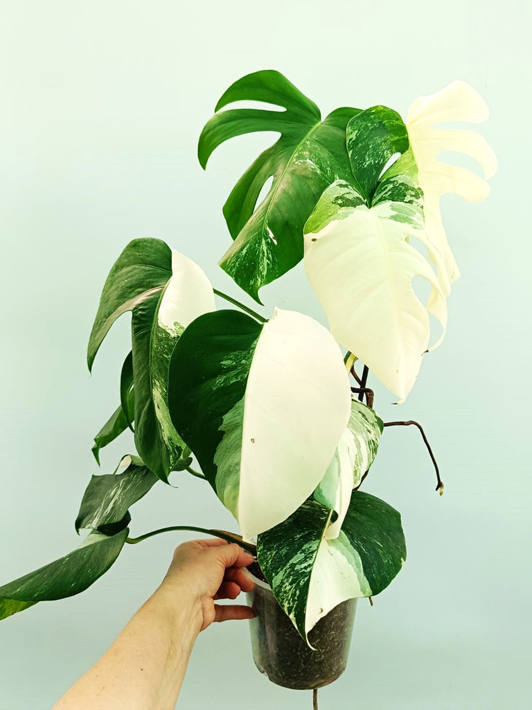 Monstera albo variegata EXTRA WHITE