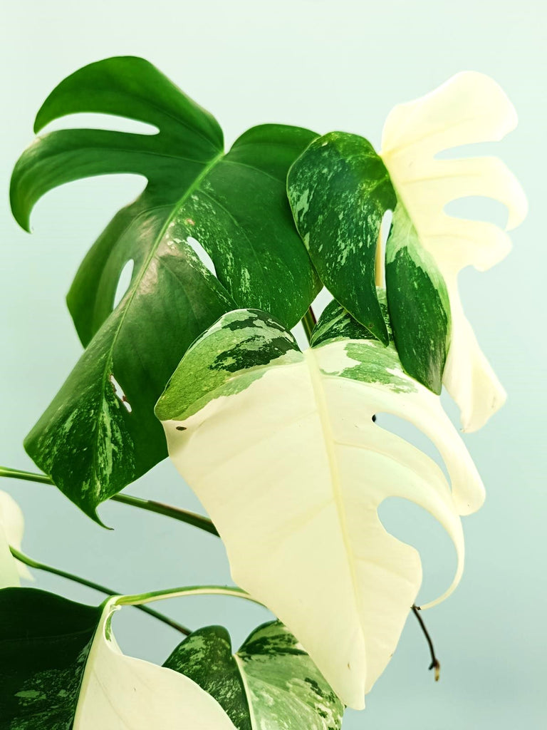 Monstera albo variegata EXTRA WHITE