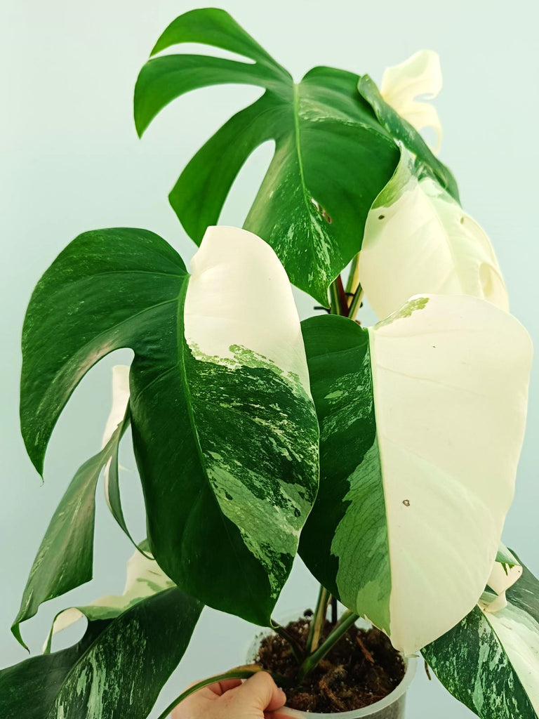 Monstera albo variegata EXTRA WHITE