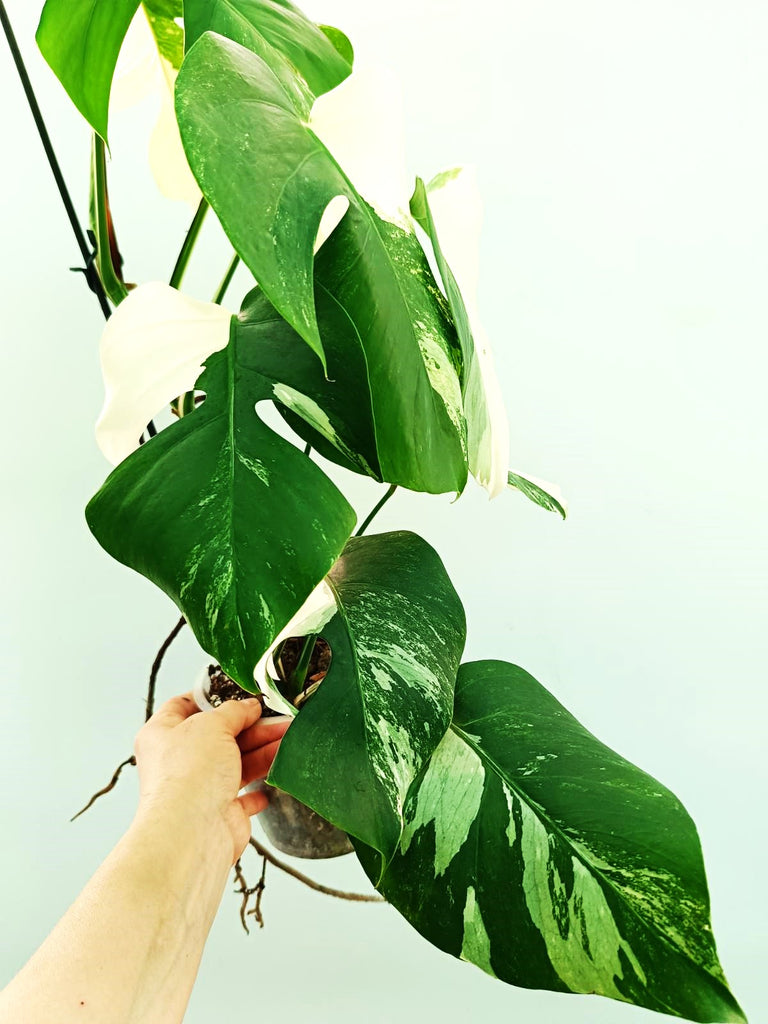 Monstera albo variegata EXTRA WHITE