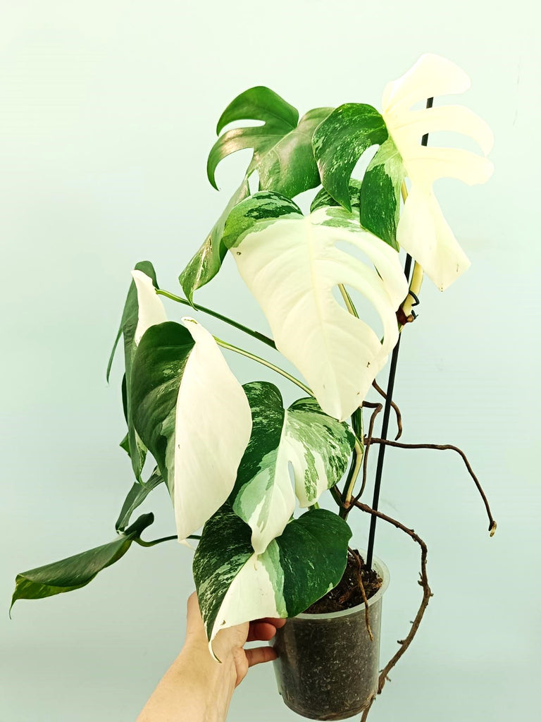 Monstera albo variegata EXTRA WHITE