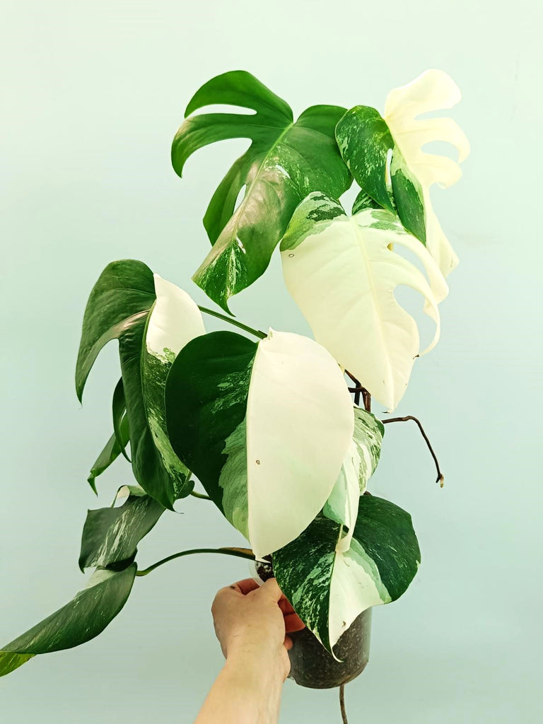 Monstera albo variegata EXTRA WHITE