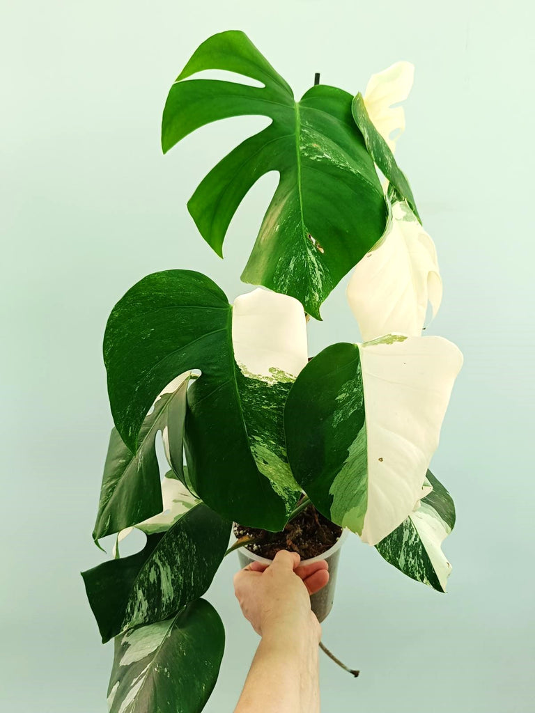 Monstera albo variegata EXTRA WHITE