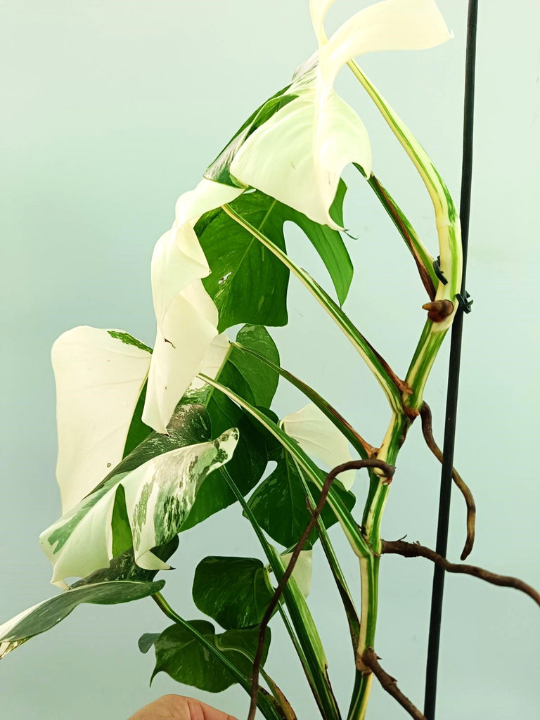 Monstera albo variegata EXTRA WHITE