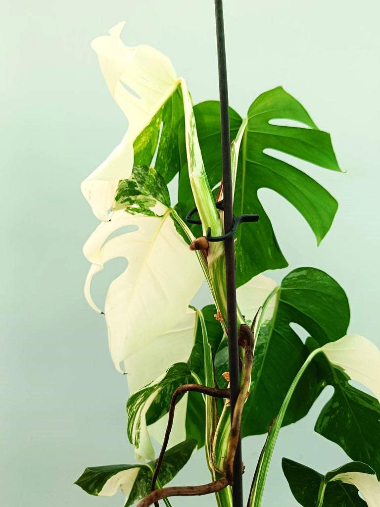 Monstera albo variegata EXTRA WHITE