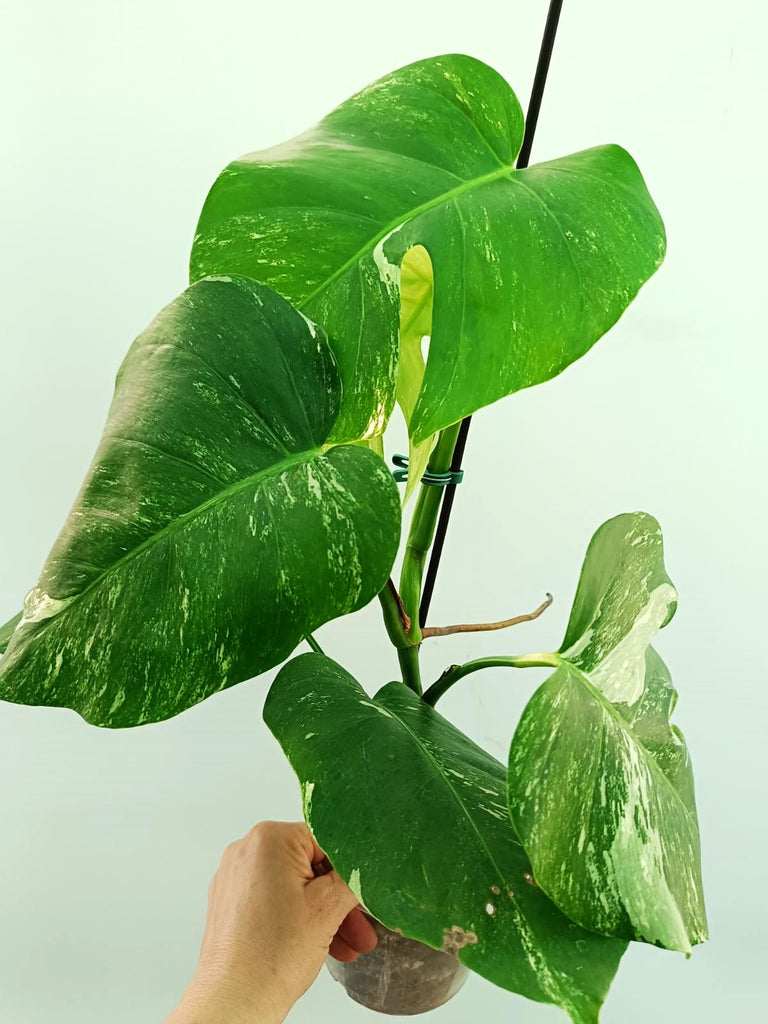 Monstera albo variegata