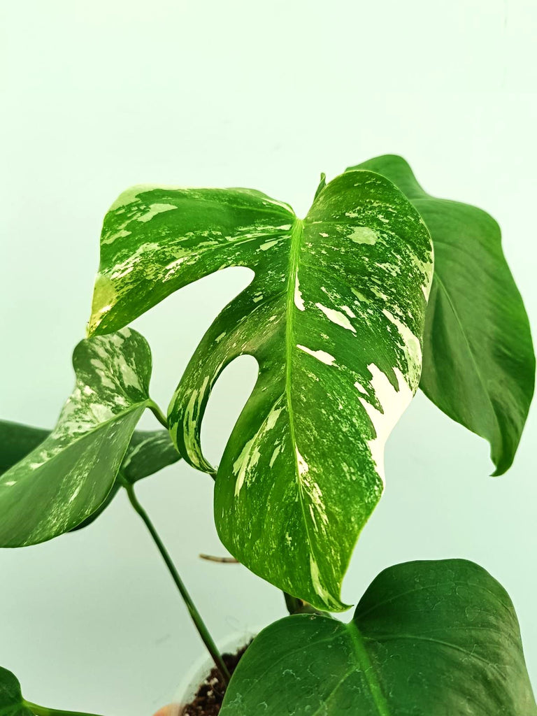 Monstera albo variegata