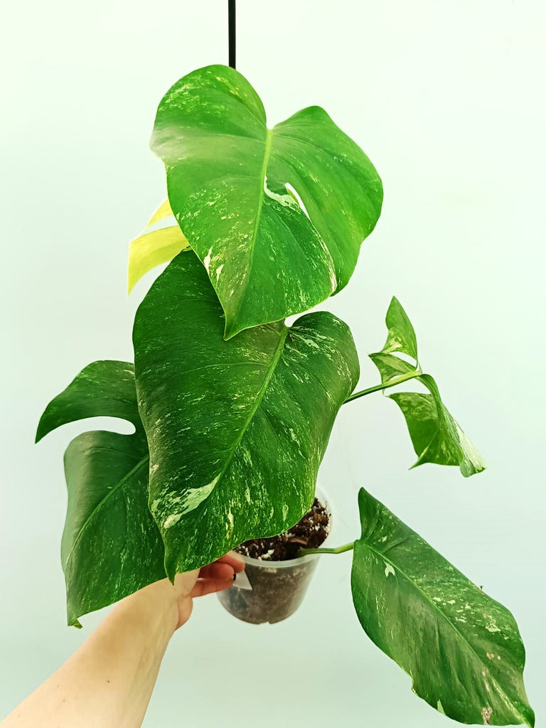 Monstera albo variegata