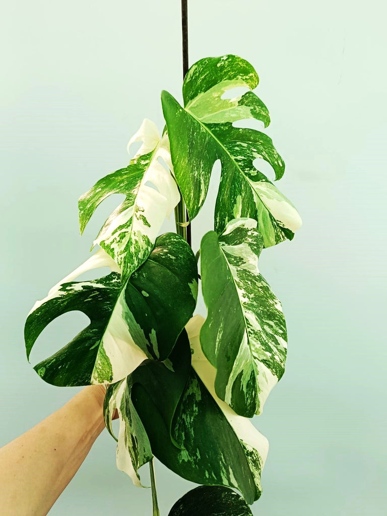 Monstera albo variegata 