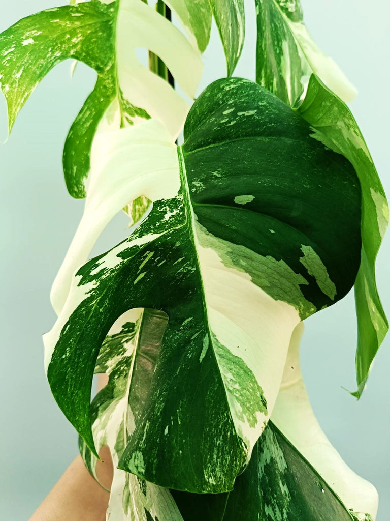 Monstera albo variegata 