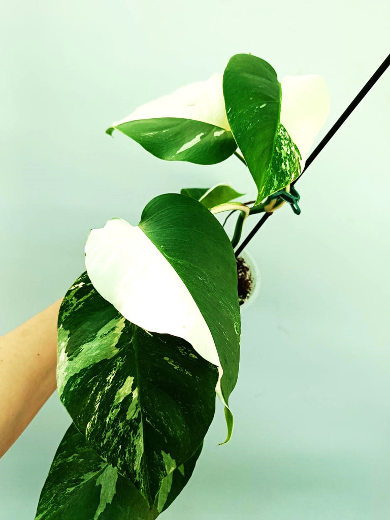 Monstera albo variegata