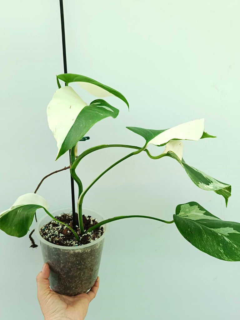 Monstera albo variegata