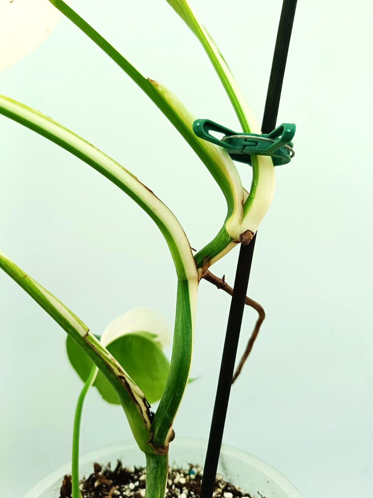 Monstera albo variegata