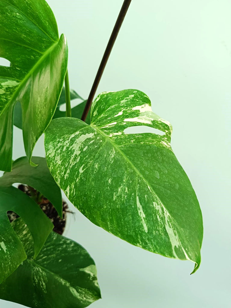 Monstera albo variegata