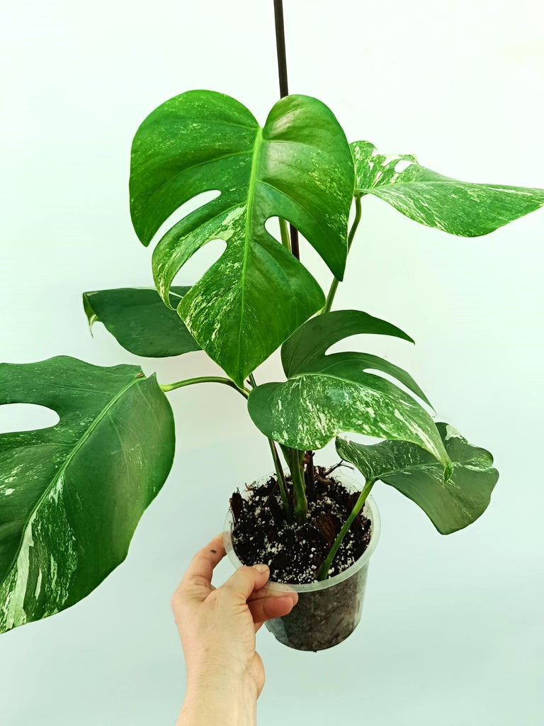 Monstera albo variegata