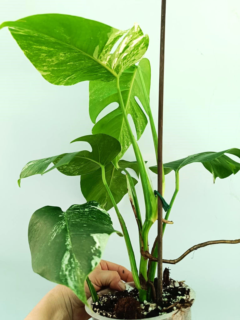 Monstera albo variegata