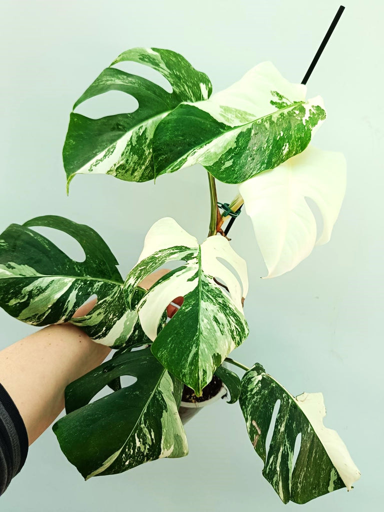 Monstera albo variegata FULLMOON