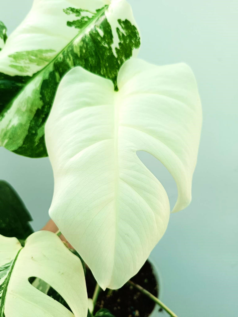 Monstera albo variegata FULLMOON