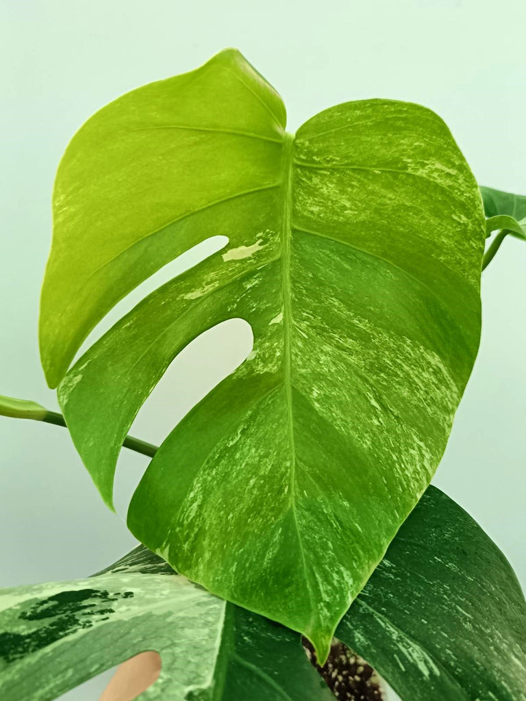 Monstera albo variegata