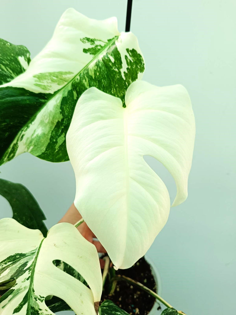 Monstera albo variegata FULLMOON