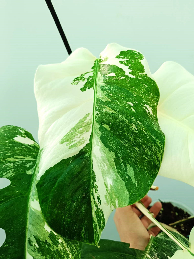 Monstera albo variegata FULLMOON