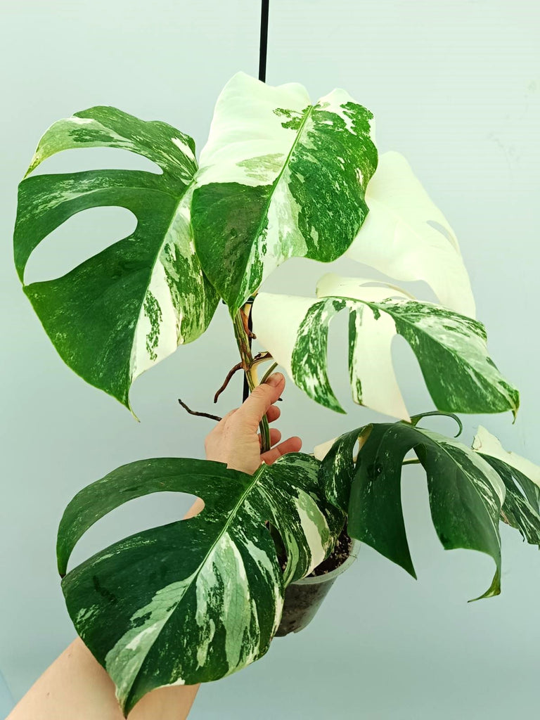 Monstera albo variegata FULLMOON