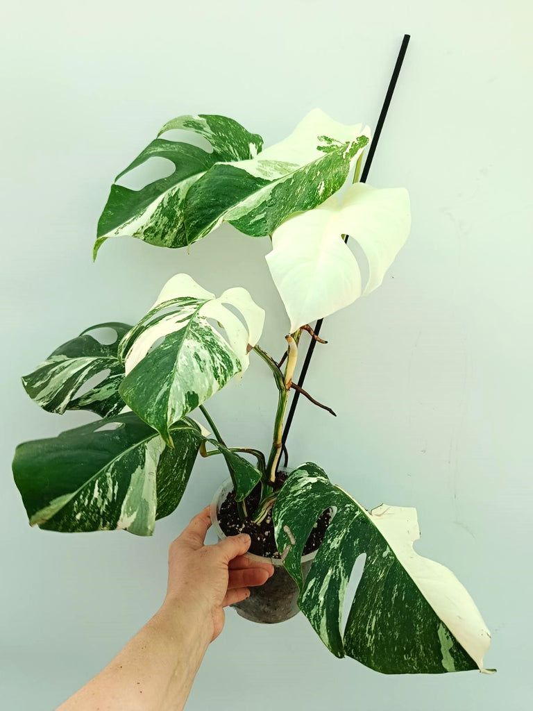 Monstera albo variegata FULLMOON