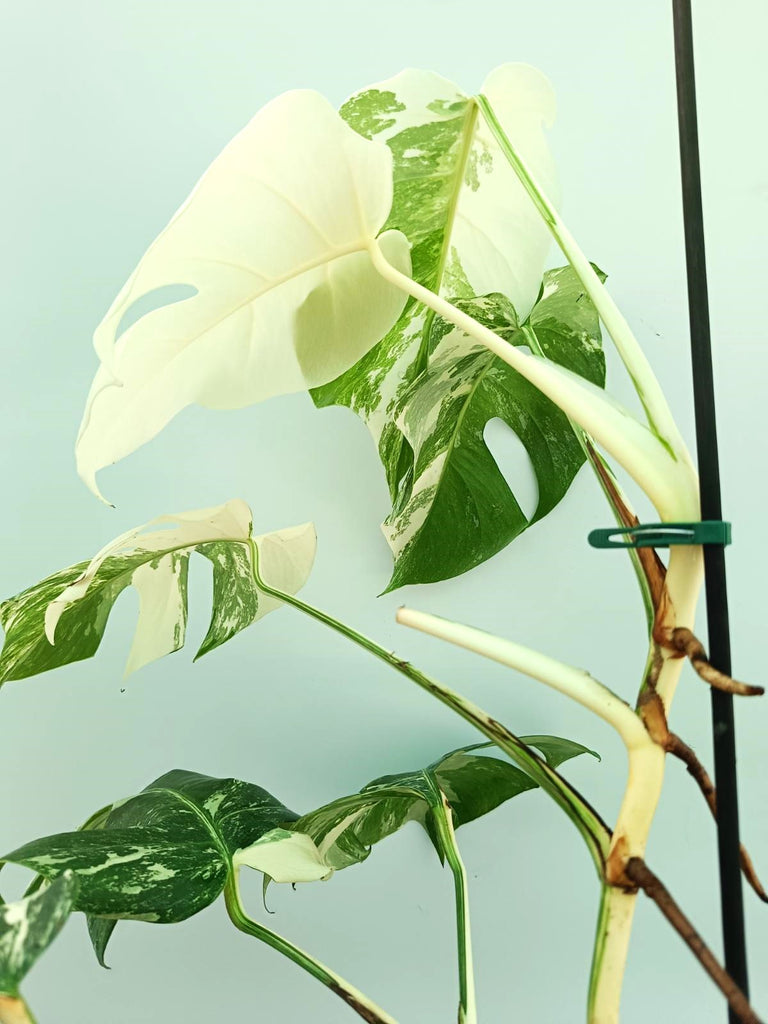 Monstera albo variegata FULLMOON