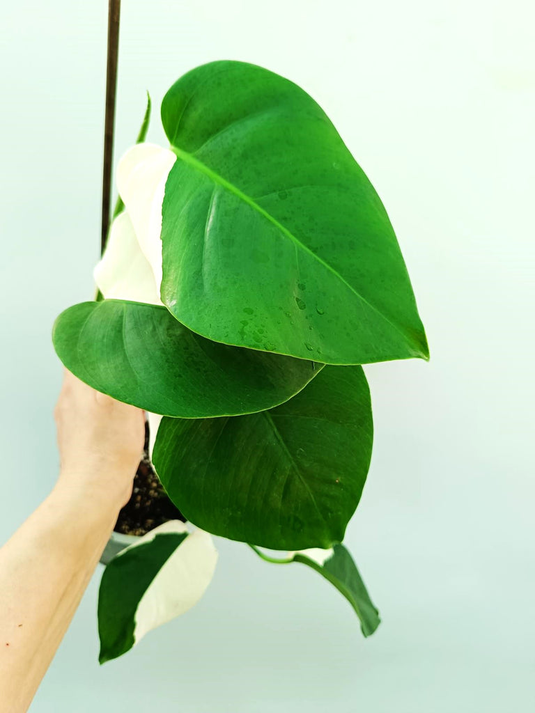 Monstera albo variegata SOLID WHITE