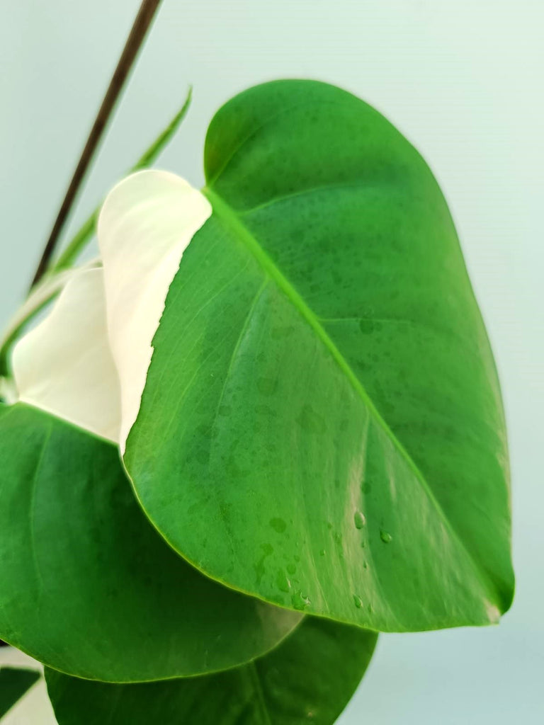 Monstera albo variegata SOLID WHITE