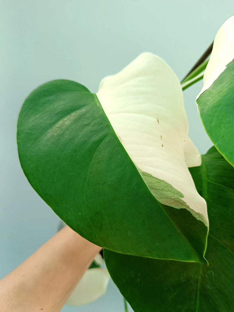 Monstera albo variegata SOLID WHITE