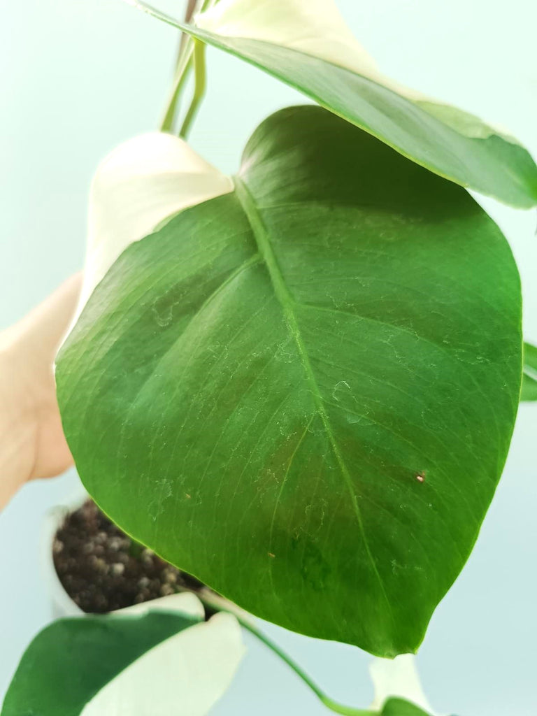 Monstera albo variegata SOLID WHITE