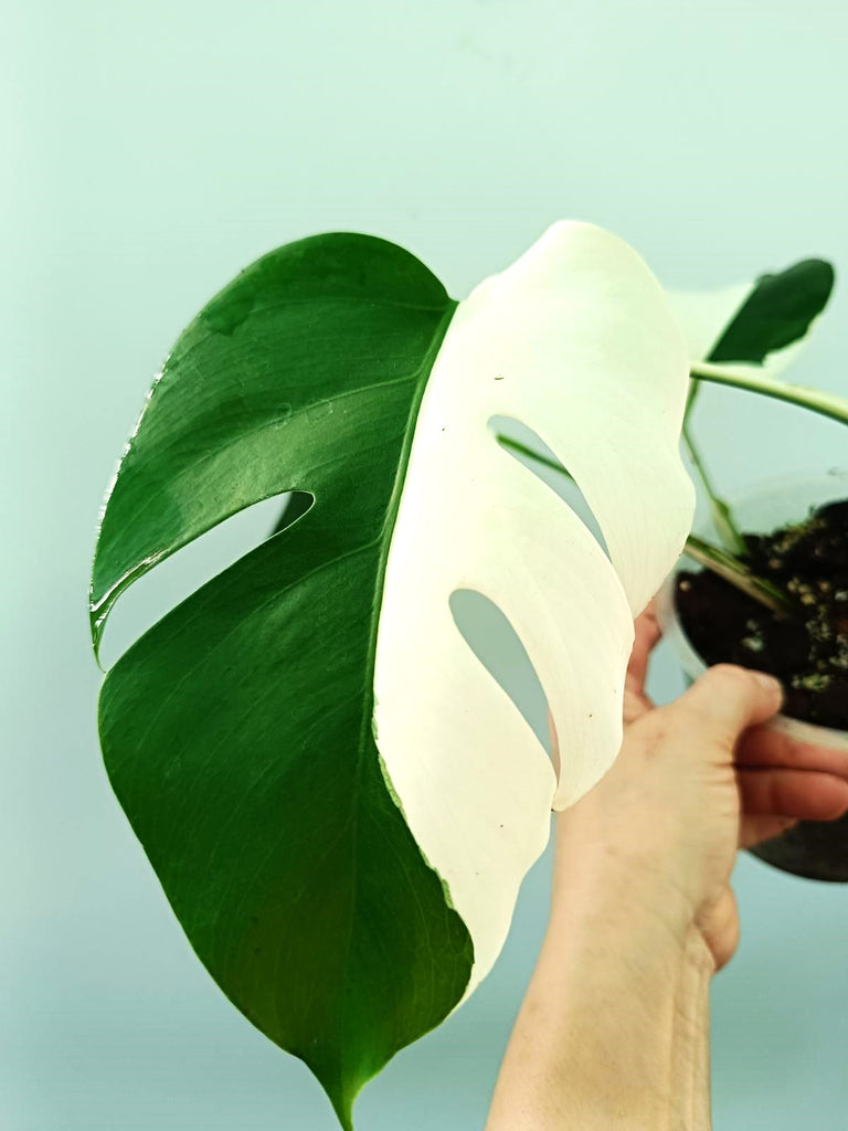 Monstera albo variegata SOLID WHITE