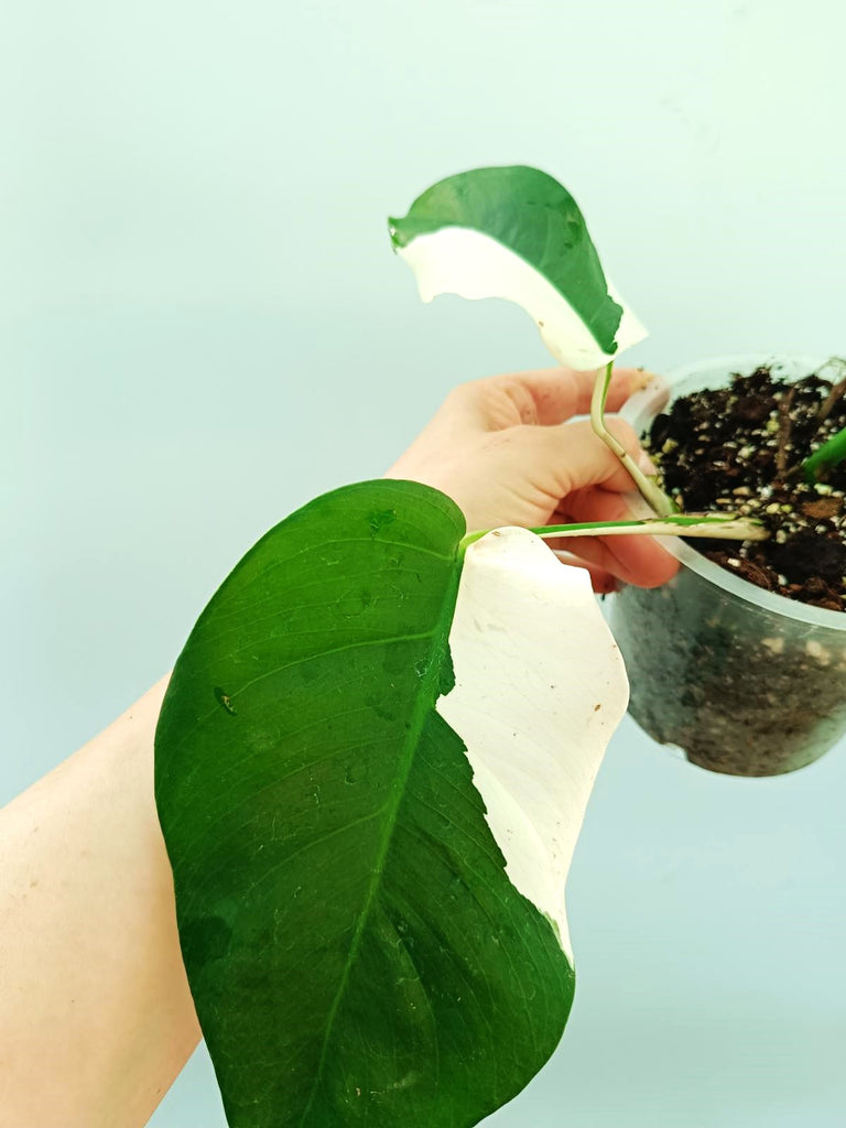 Monstera albo variegata SOLID WHITE