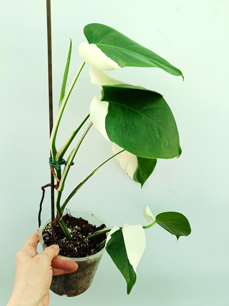 Monstera albo variegata SOLID WHITE