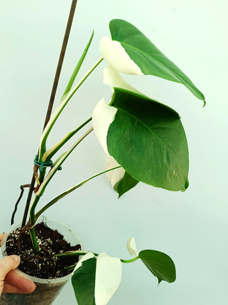 Monstera albo variegata SOLID WHITE