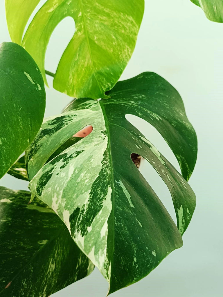 Monstera albo variegata