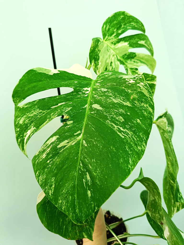 Monstera albo variegata