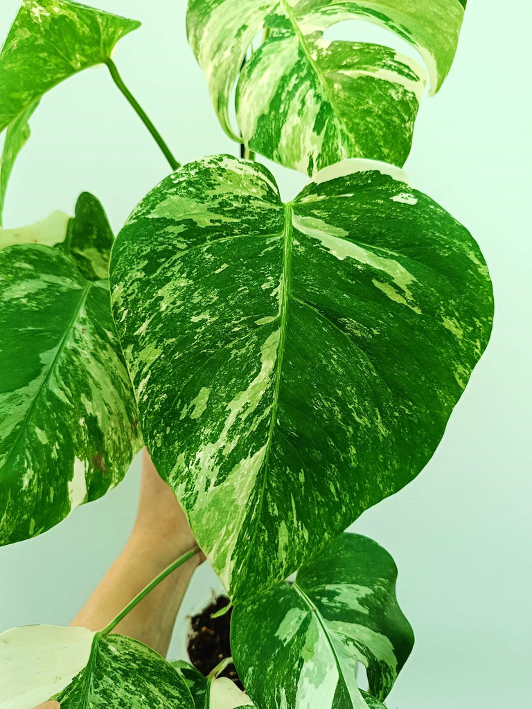 Monstera albo variegata