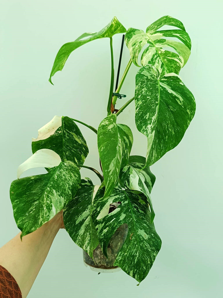 Monstera albo variegata