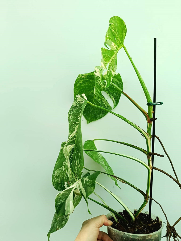 Monstera albo variegata