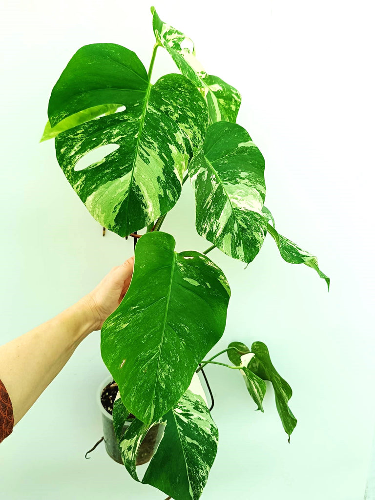 Monstera albo variegata