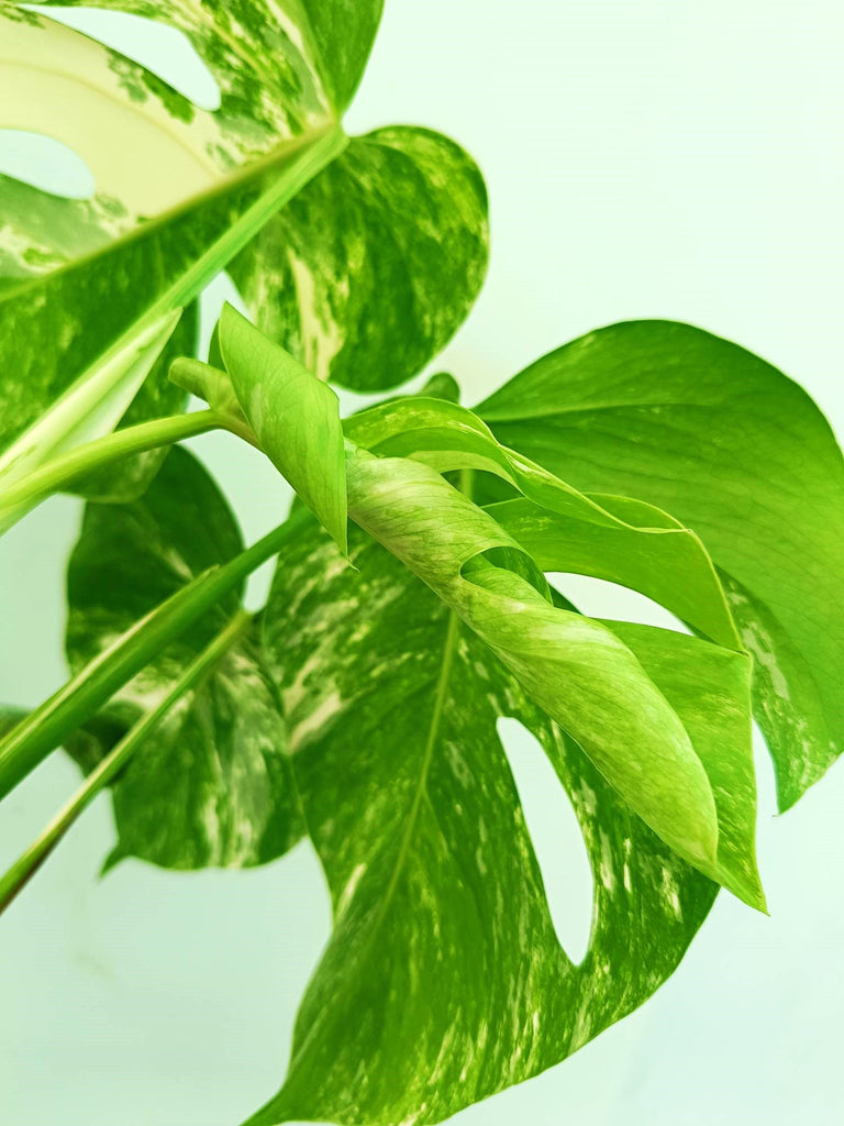 Monstera albo variegata