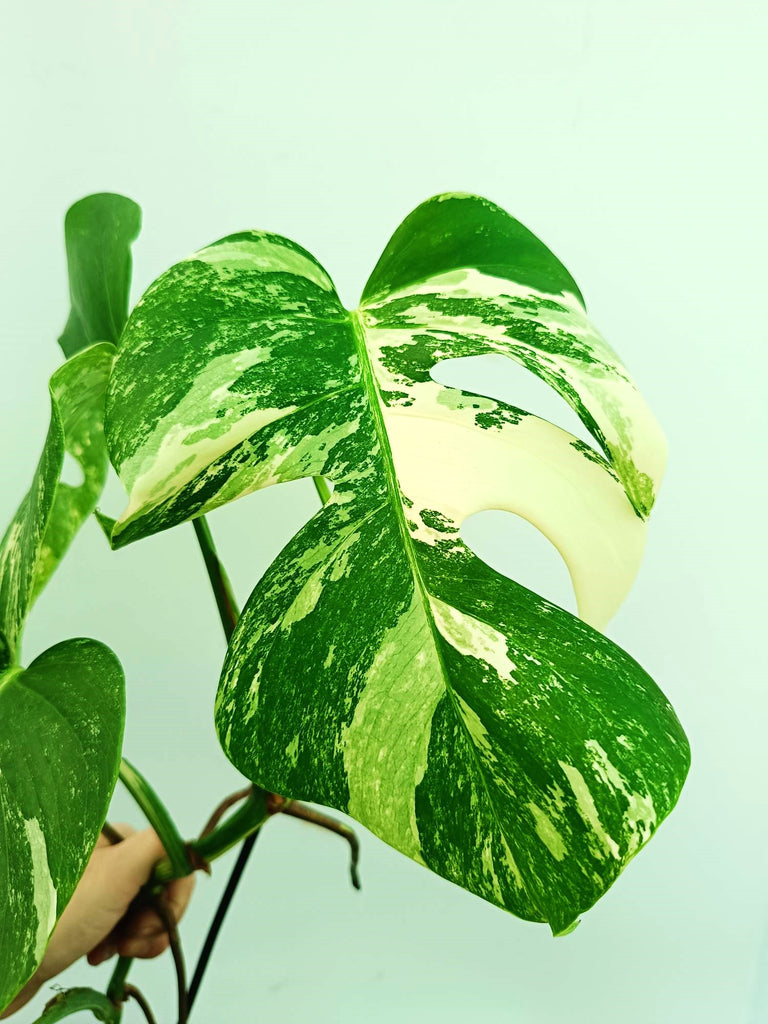 Monstera albo variegata