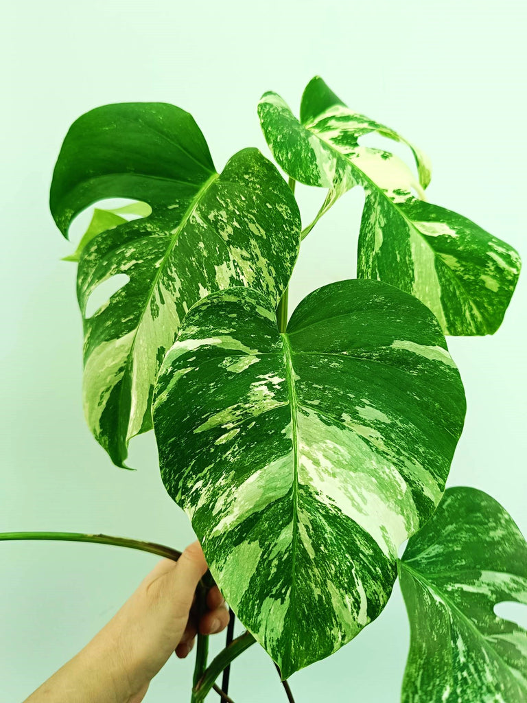 Monstera albo variegata