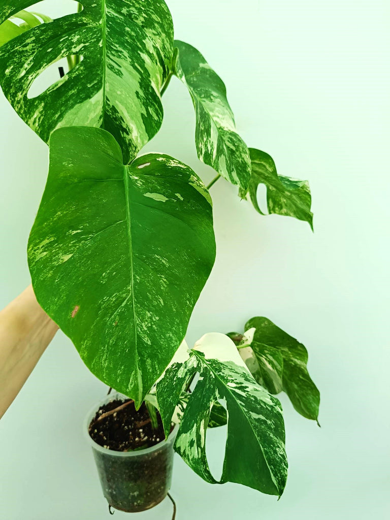 Monstera albo variegata