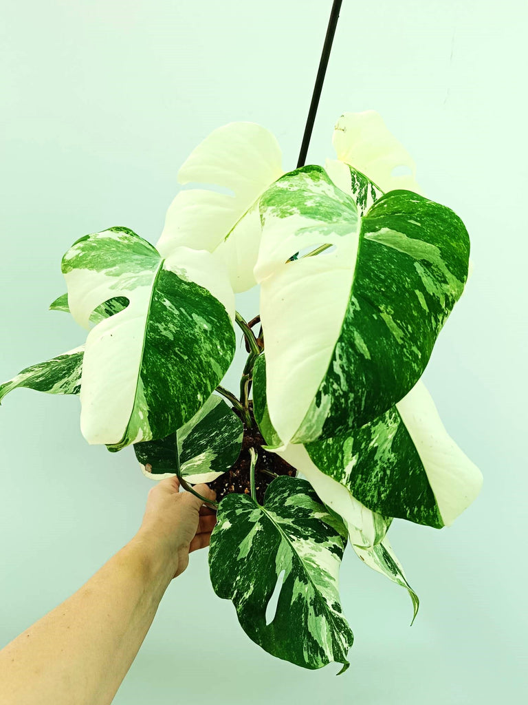 Monstera albo variegata