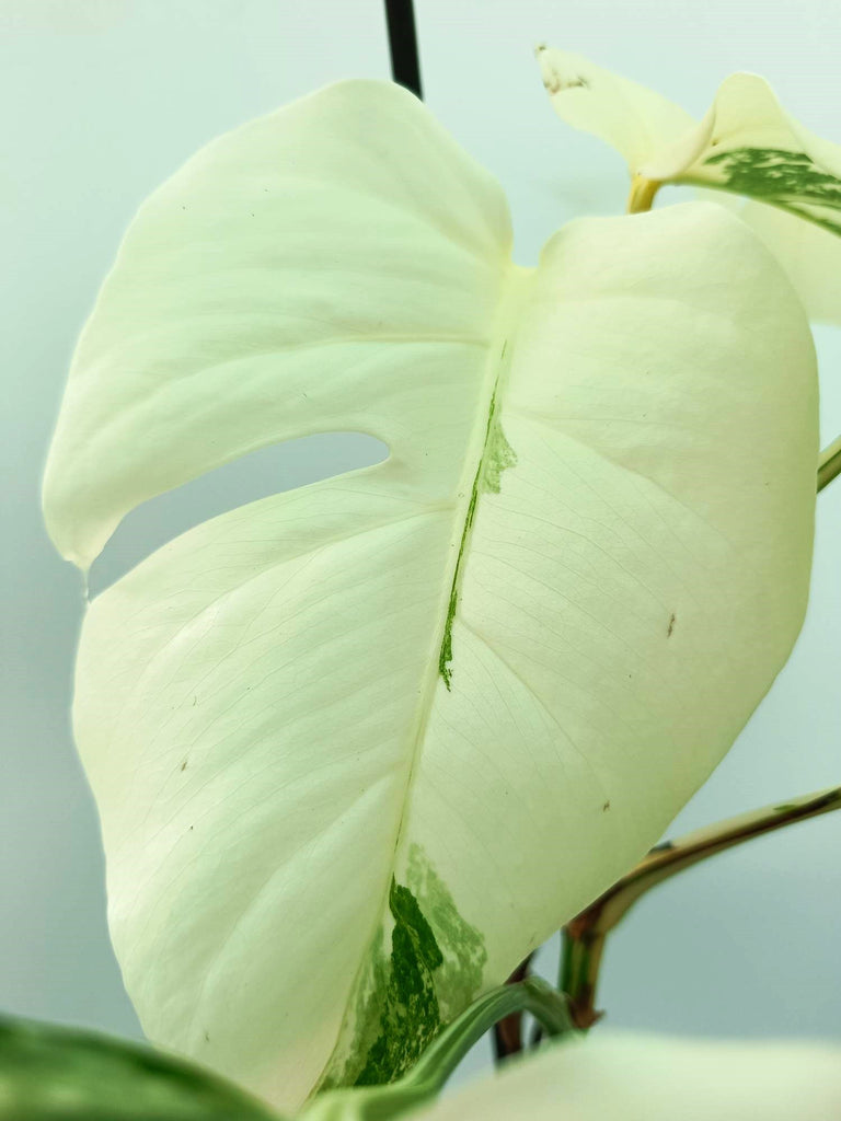 Monstera albo variegata