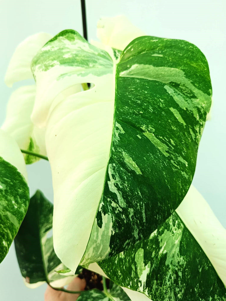 Monstera albo variegata